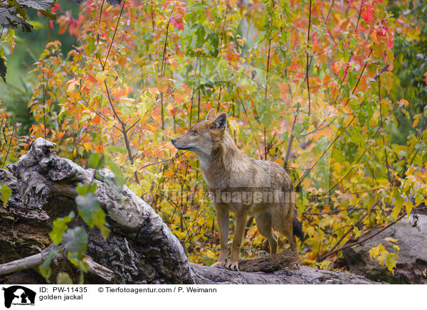 Goldschakal / golden jackal / PW-11435