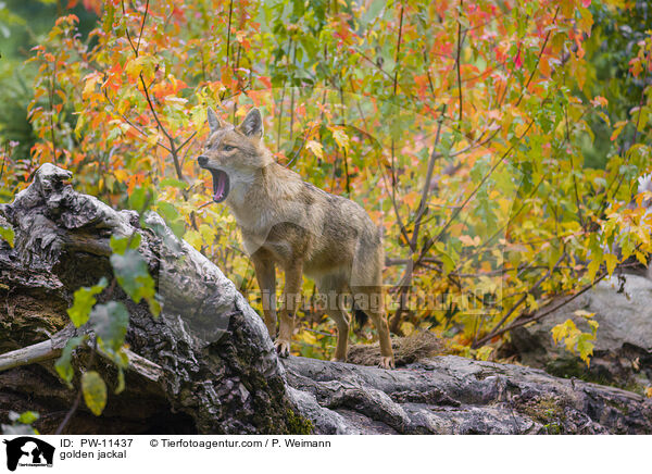 Goldschakal / golden jackal / PW-11437