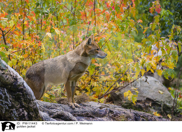 Goldschakal / golden jackal / PW-11443