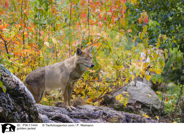 Goldschakal / golden jackal / PW-11444
