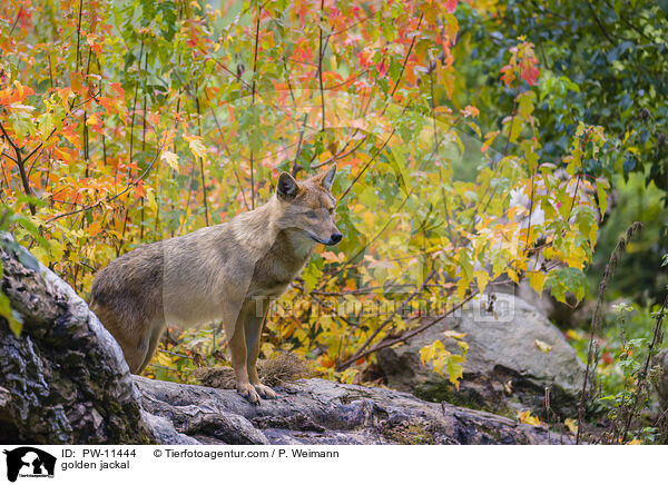 golden jackal / PW-11444