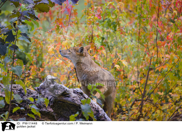 Goldschakal / golden jackal / PW-11448