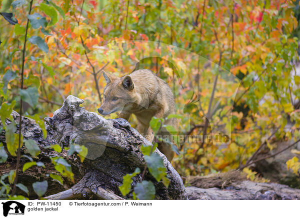 Goldschakal / golden jackal / PW-11450