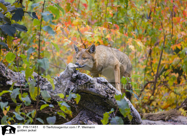 golden jackal / PW-11451