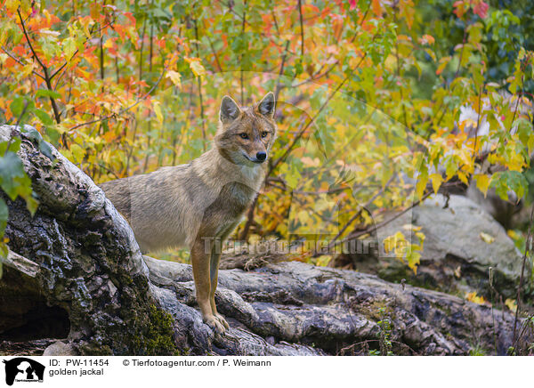 Goldschakal / golden jackal / PW-11454