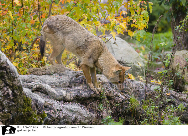 golden jackal / PW-11467