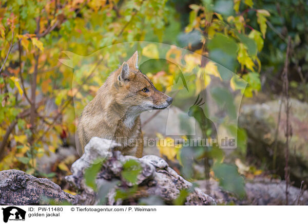 golden jackal / PW-11480
