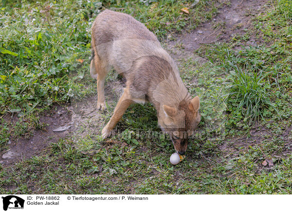 Goldschakal / Golden Jackal / PW-18862