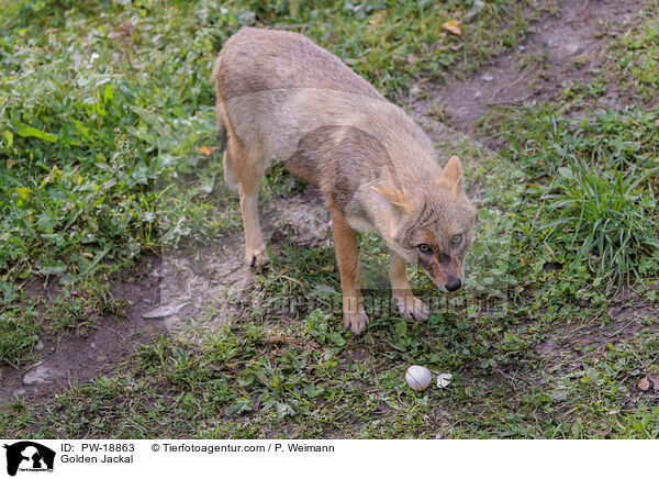 Golden Jackal / PW-18863