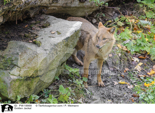 Golden Jackal / PW-18868
