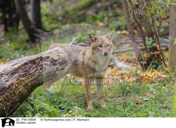 Goldschakal / Golden Jackal / PW-18884