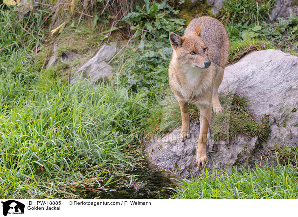 Goldschakal / Golden Jackal / PW-18885