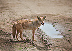 Asiatic jackal