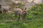 walking Asiatic Jackal