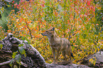 golden jackal