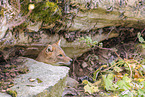 Golden Jackal