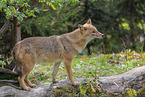Golden Jackal