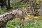 Golden Jackal