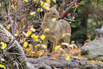 Golden Jackal