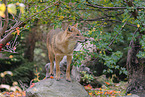 Golden Jackal