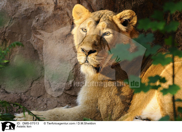 Asiatischer Lwe / Asiatic lion / DMS-07013