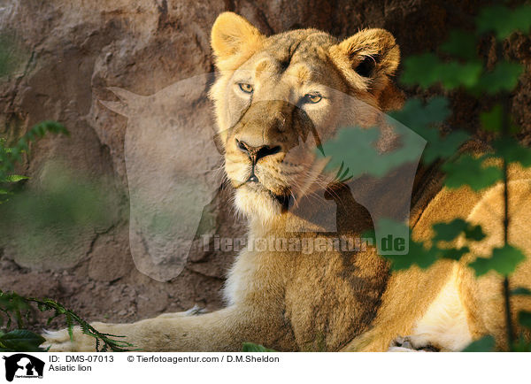 Asiatic lion / DMS-07013