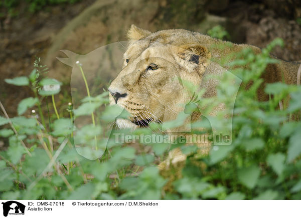Asiatischer Lwe / Asiatic lion / DMS-07018