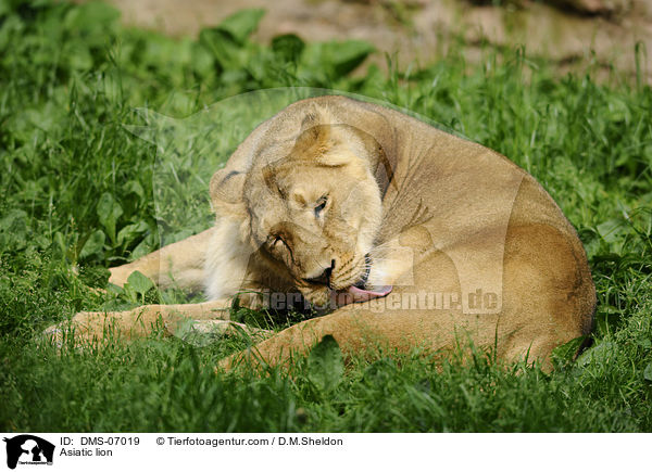 Asiatischer Lwe / Asiatic lion / DMS-07019