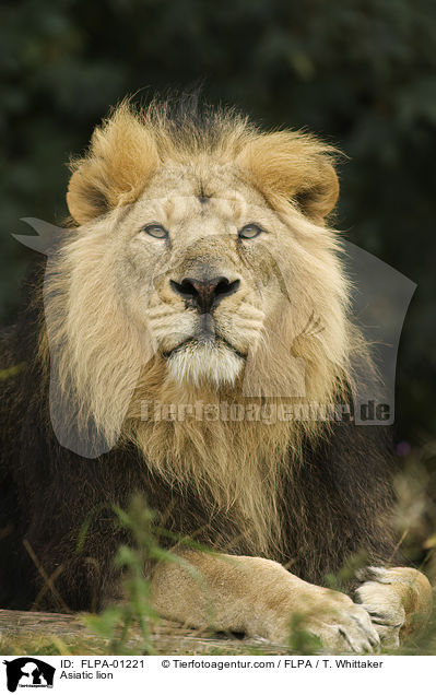 Asiatic lion / FLPA-01221