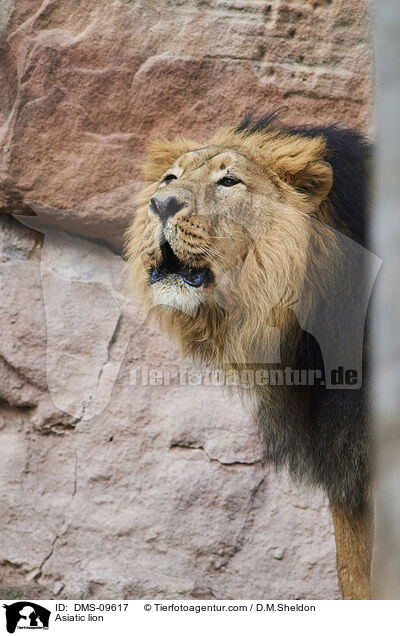 Asiatischer Lwe / Asiatic lion / DMS-09617
