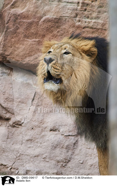 Asiatic lion / DMS-09617