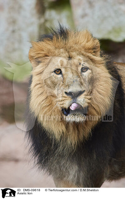 Asiatischer Lwe / Asiatic lion / DMS-09618