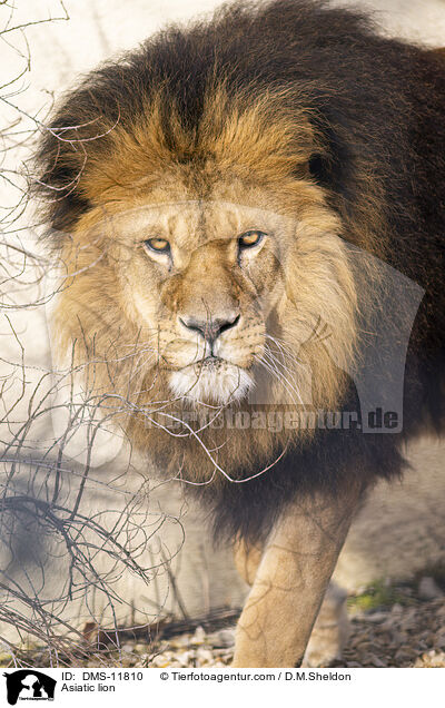 Asiatischer Lwe / Asiatic lion / DMS-11810