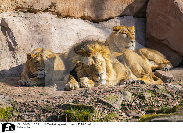 Asiatischer Lwe / Asiatic lion / DMS-11831