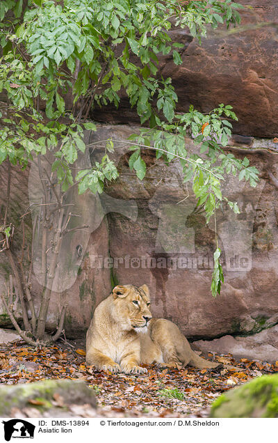 Asiatischer Lwe / Asiatic lion / DMS-13894