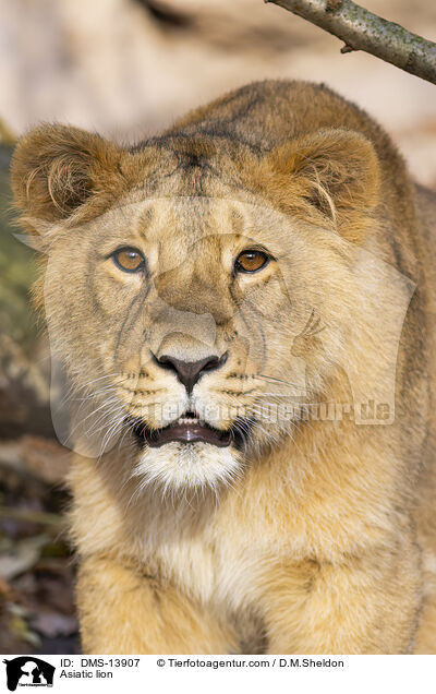 Asiatischer Lwe / Asiatic lion / DMS-13907