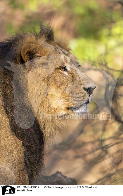 Asiatischer Lwe / Asiatic lion / DMS-13912