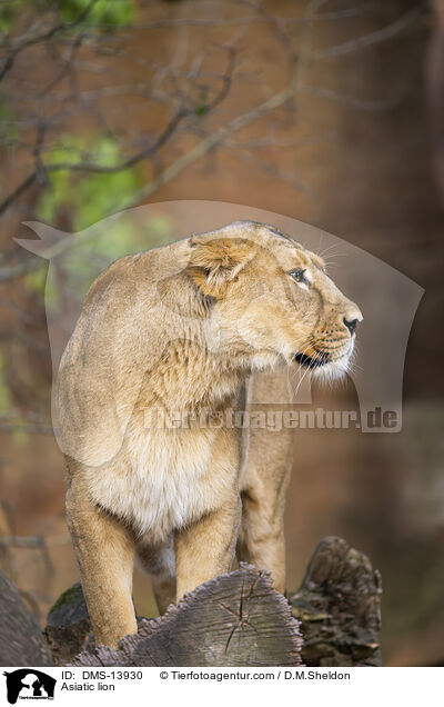 Asiatischer Lwe / Asiatic lion / DMS-13930