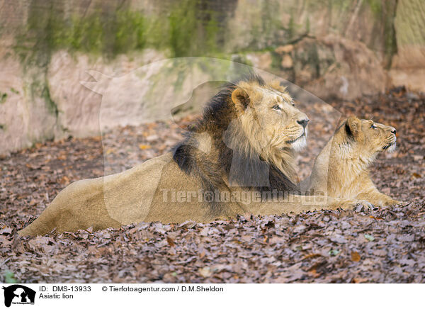 Asiatischer Lwe / Asiatic lion / DMS-13933