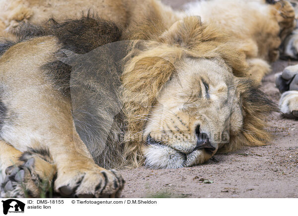 Asiatischer L�we / asiatic lion / DMS-18155