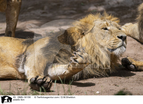 Asiatischer L�we / asiatic lion / DMS-18156