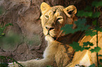 Asiatic lion