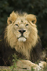 Asiatic lion