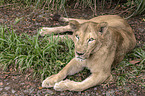 Asiatic lion