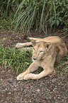 Asiatic lion