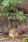 Asiatic lion