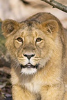 Asiatic lion