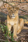 Asiatic lion
