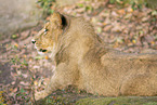 Asiatic lion