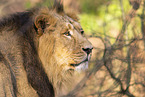 Asiatic lion